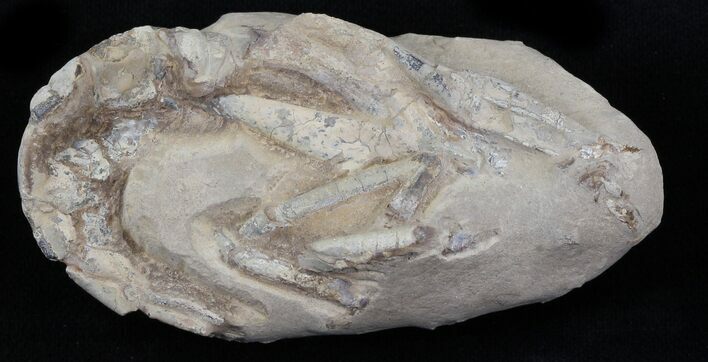 Fossil Lobster (Meyeria) - Cretaceous, Isle of Wight #30768